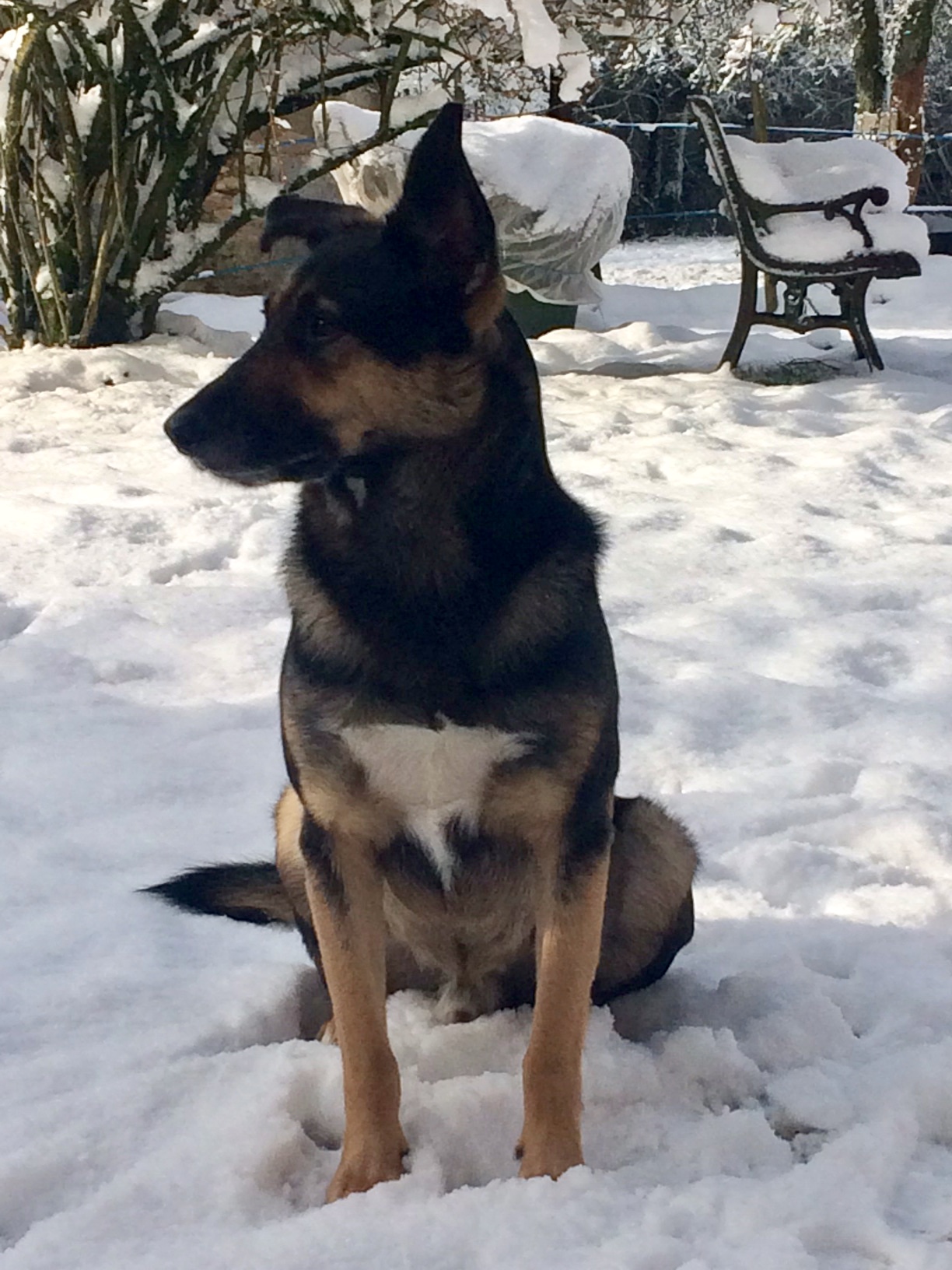 Animaux admis chiens chambre d’hôtes de la Montagne aux alouettes 